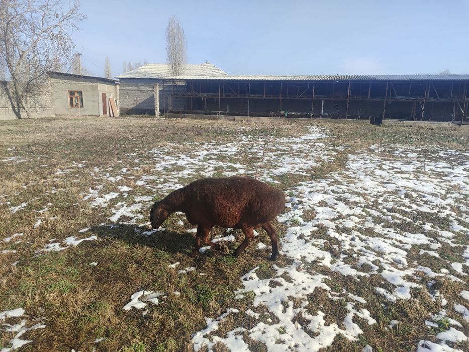 Зотдор қўйлар сотилади