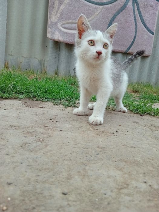 Срочно отдам котёнка