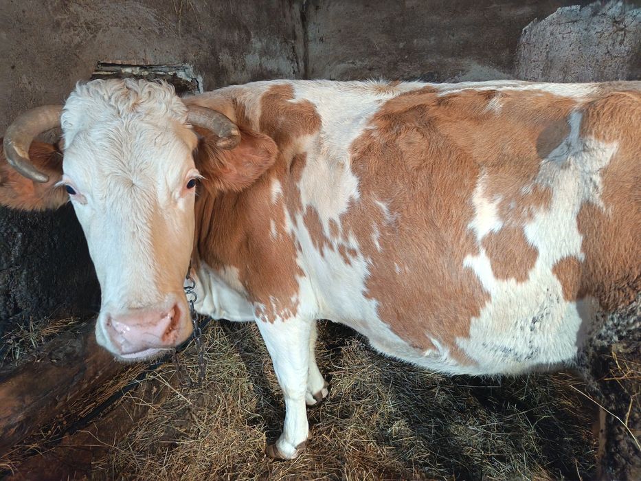 Vaca pt abator și baloți de fân