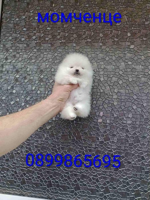 Прекрасни мини Померани !