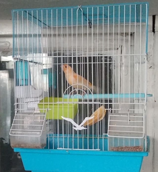 Kanarekalar sotiladi