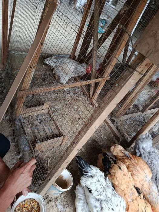 Brama tovuqlari sotiladi srochna!