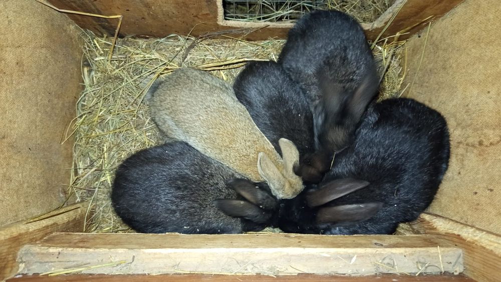 Крольчата ,кролики