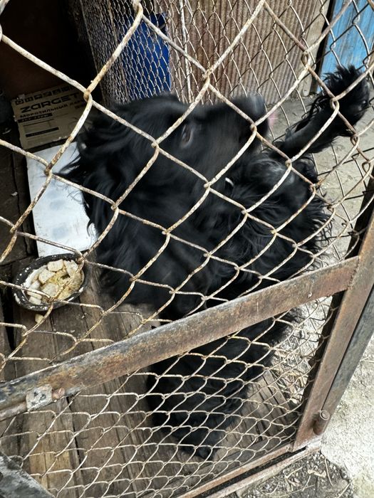 Продам собаку