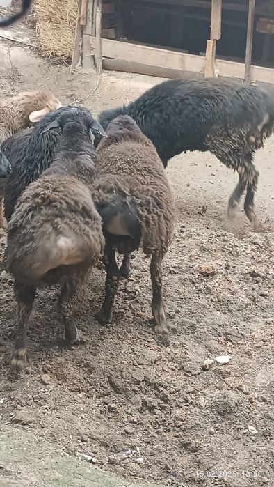 Quchqorlar bor sotiladi