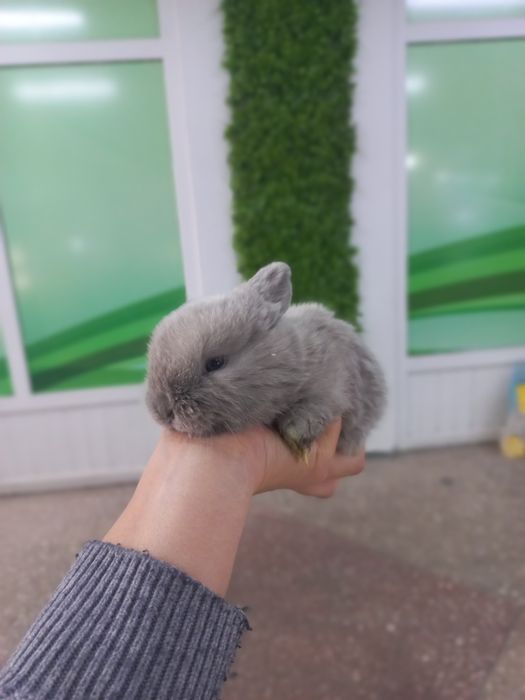 Кролики декоративные