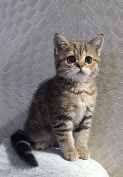 Продам породистых котят