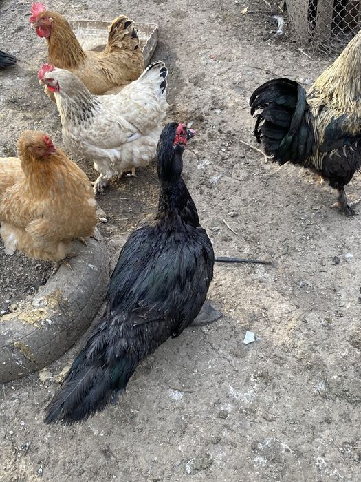 Мускуснве индоутки