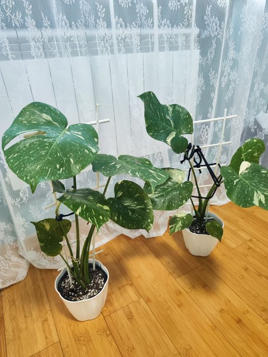 Продам монстера тайское созвездия