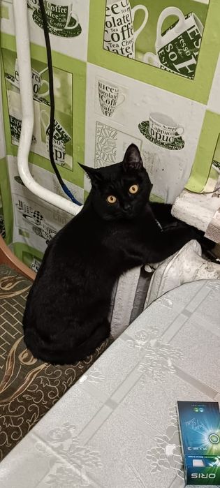 Отдам в хорошие руки