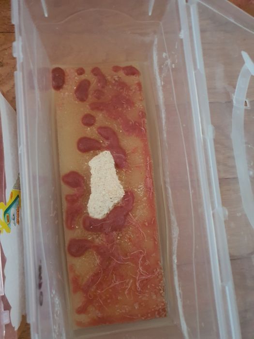 Аулофорус в перемешку с изей