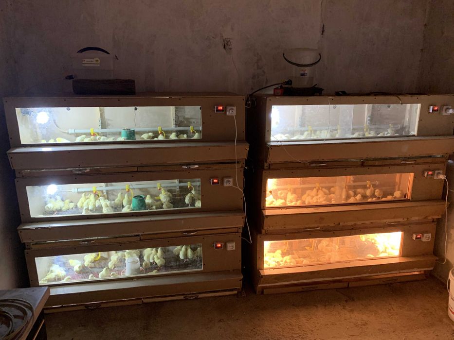 Суточные бройлеры / Цыплята / Бройлер балапандары / Росс-308 /