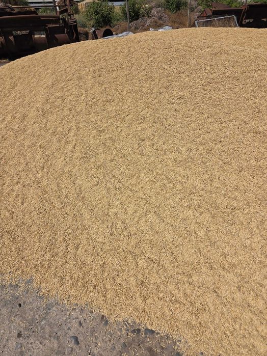 Продавам овес. Реколта 2025