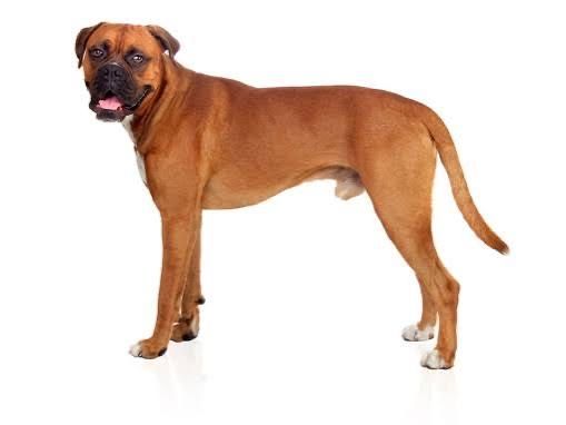 немецкий боксер собака