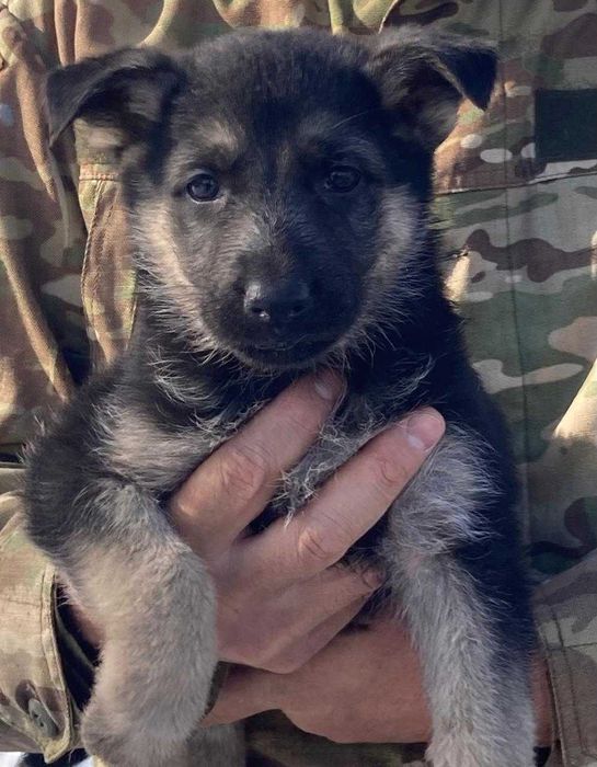 щенки Восточно-европейской овчарки