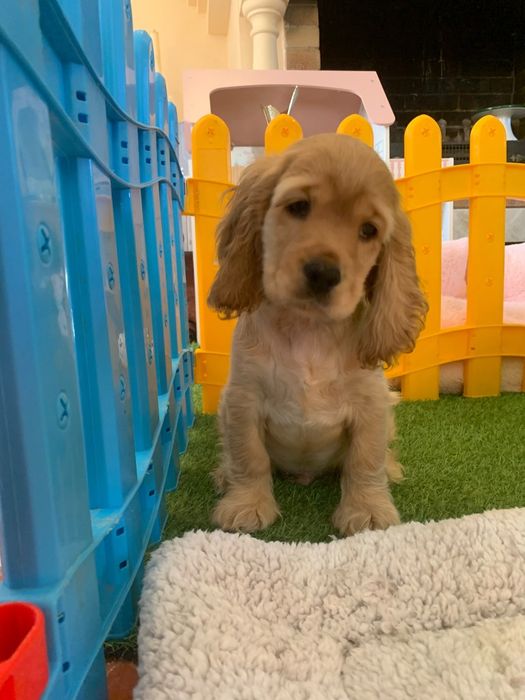Băiețel Cocker spaniel auriu
