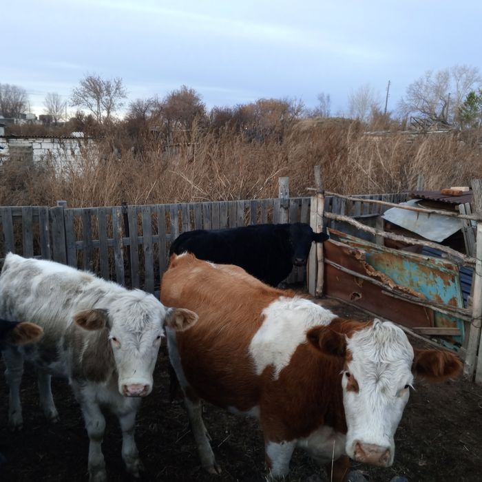 Продам скот бык и две тёлочки