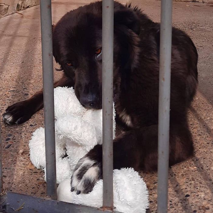 Забери Бруно в семью