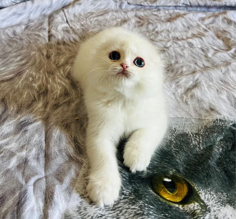 Котята фолды и страйты