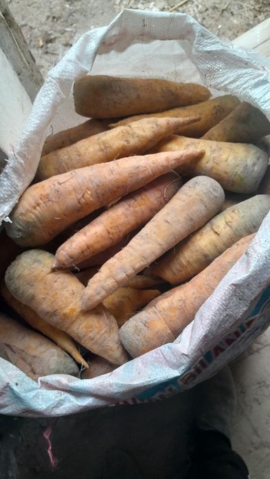 Geshir satiladi arzan baxada(kelisemiz nomerge sms jaziń)