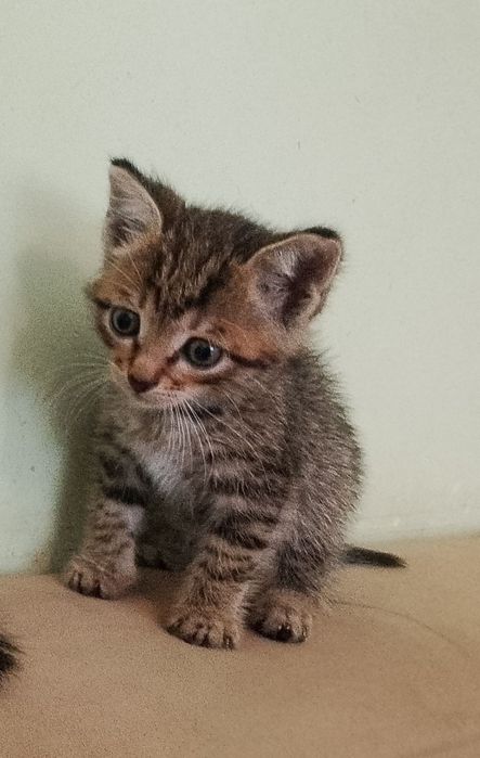 Отдадим котят в добрые руки. Мальчик и девочка