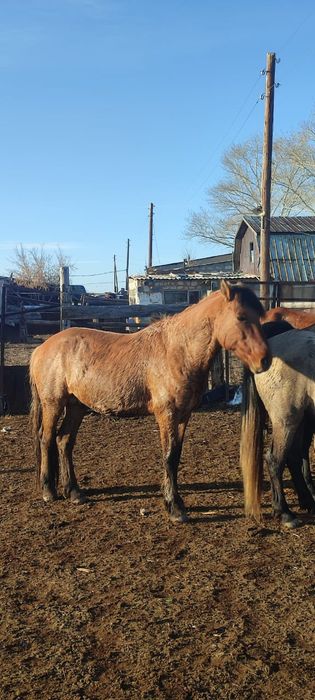Айгыр сатылады продается жеребец