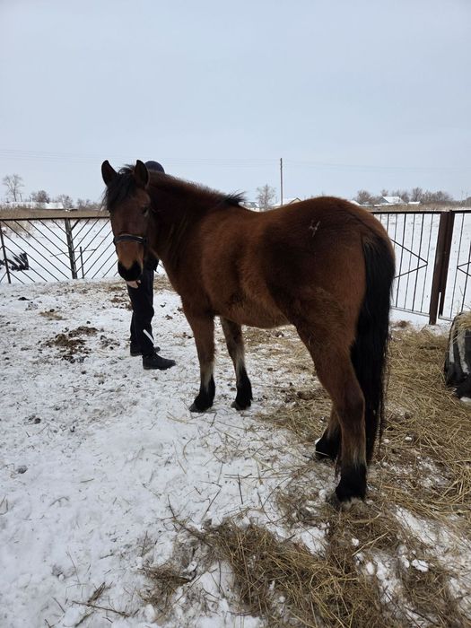 Продам лошадь 3 года