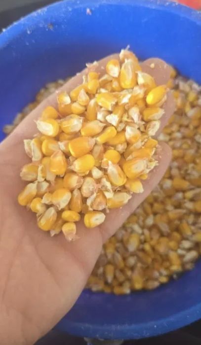 Porumb vrac,floarea soarelui