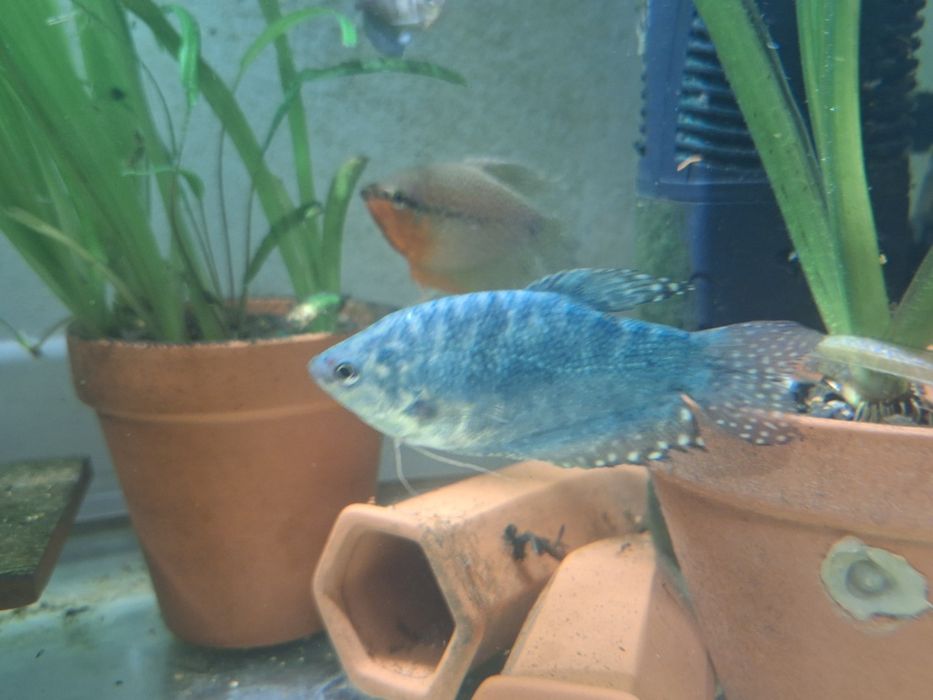 Vând gurami adulți