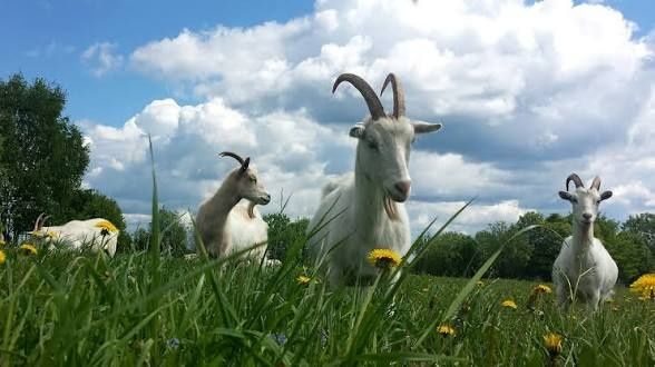 Козье молоко свежее