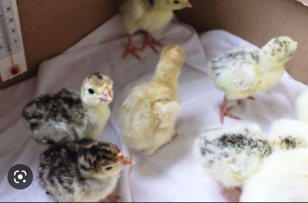 Индюшата ,Kurka jojalari