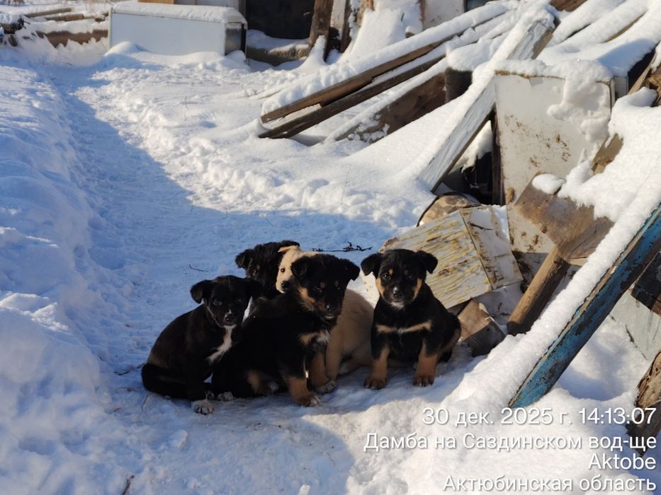 Щенки в добрые руки