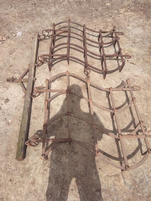 Grape grapi de vanzare