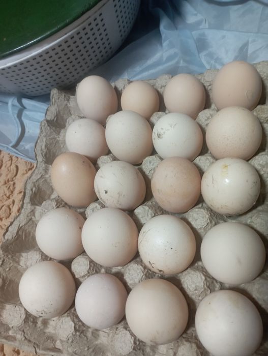 Соберу инкуционное яйцо микс