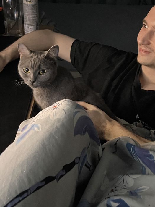 Кошка в добрые руки!