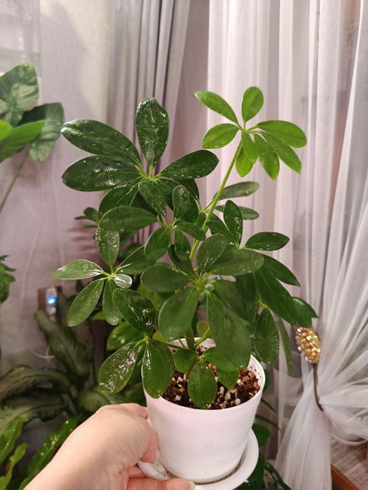 Продам комнатные цветы