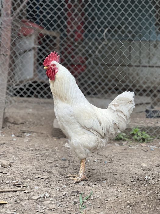 Петухи молодые домашние