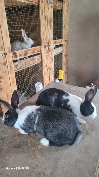 Iepuri hycole de vânzare