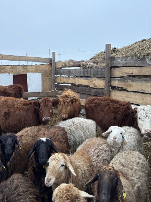 Продам хороших бычков