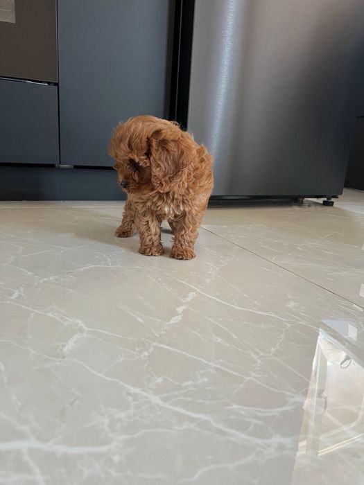 Кавапу / Cavapoo