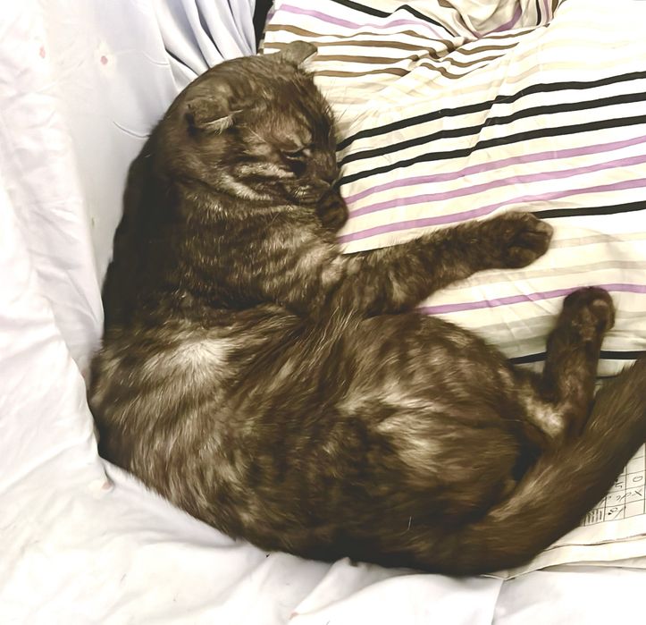 Пропал Кот Балхаш
