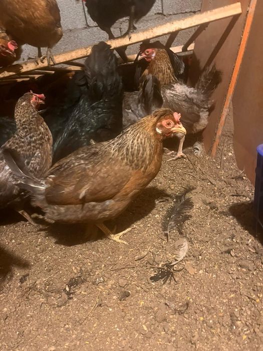 Тауыктар сатылады