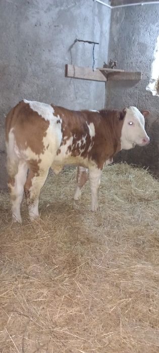 Mascul 3 luni Baltata Românească