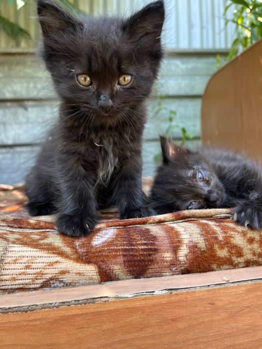 срочно отдам котят