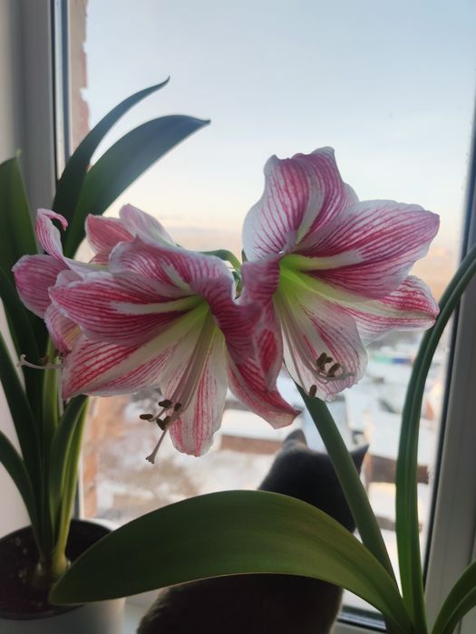 Гиппеаструм комнатный