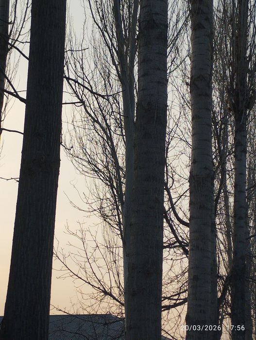 Teraklar sotiladi 8 dona