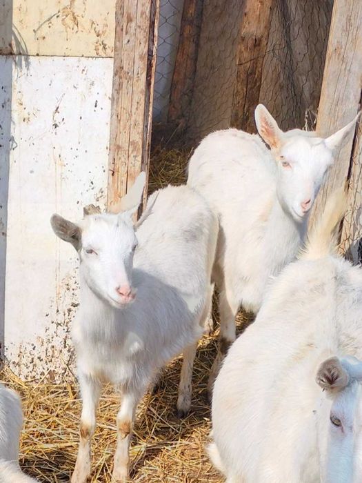 Vând ieduțe Saanen