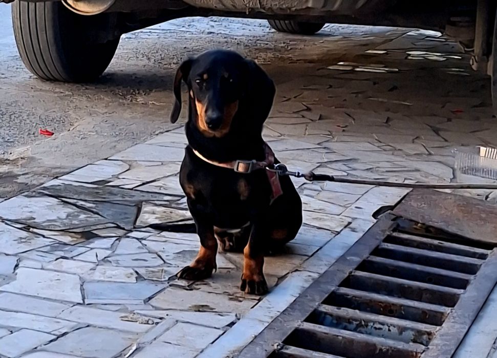 Собака Такса сотилади.