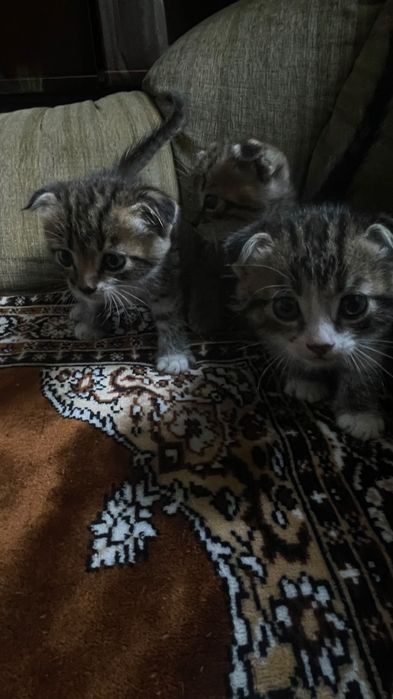 Отдам котят в добрые руки