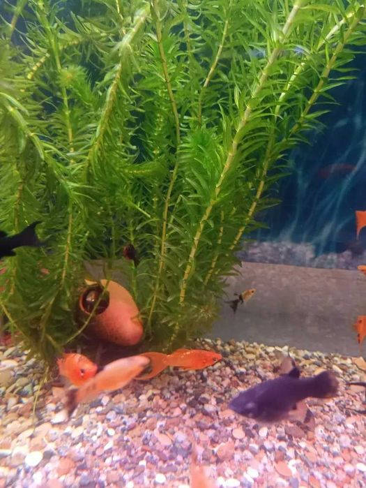 Моллинезия Ассорти.